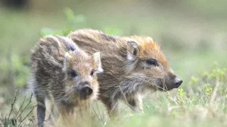 Malé psovité šelmy