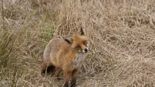 Malé psovité šelmy