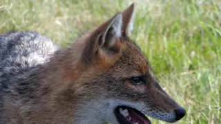 Malé psovité šelmy