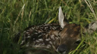 Malé psovité šelmy