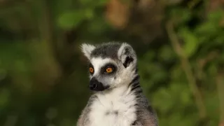 Legendární lemuři Madagaskaru