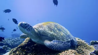 Život na vlásku (1)