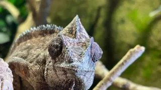 Máme radi zvieratá