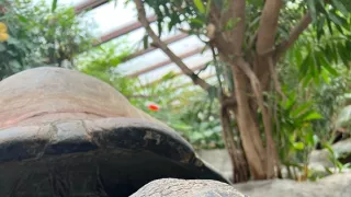 Máme radi zvieratá