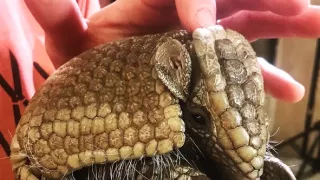 Máme radi zvieratá