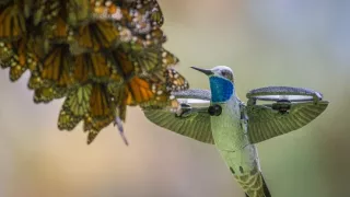 Zázračná planeta: Špioni v přírodě (2/4)