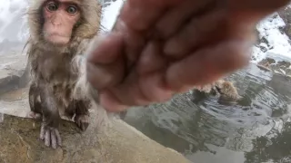 Zázračná planeta: Špioni v přírodě (2/4)