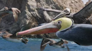 Zázračná planeta: Špioni v přírodě (2/4)