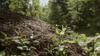 Zvierací stavitelia
