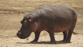 Hroch verzus krokodíl