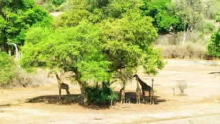 Afrikou letom svetom (6/6)