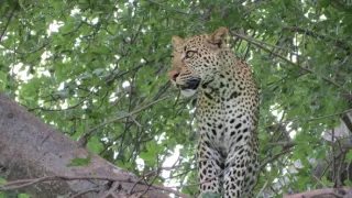 Kráľovstvo divočiny: Národný park Ruah, Tanzánia