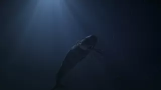 Morské cicavce - šampióni hlbín