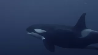 Morské cicavce - šampióni hlbín