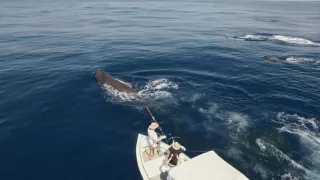 Morské cicavce - šampióni hlbín