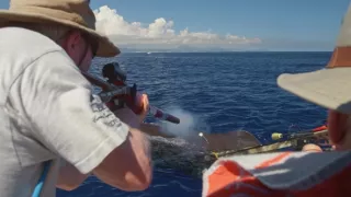 Morské cicavce - šampióni hlbín