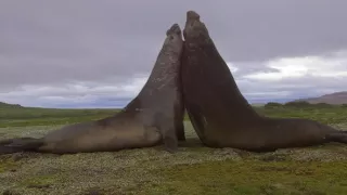 Morské cicavce - šampióni hlbín