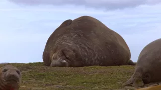 Morské cicavce - šampióni hlbín