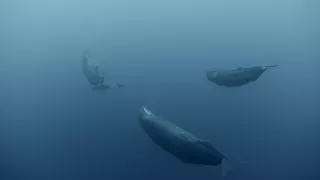 Morské cicavce - šampióni hlbín