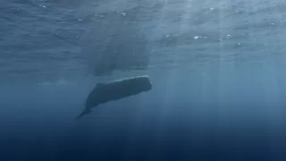 Morské cicavce - šampióni hlbín