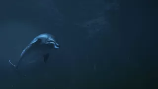 Morské cicavce - šampióni hlbín