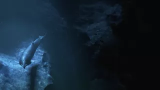 Morské cicavce - šampióni hlbín