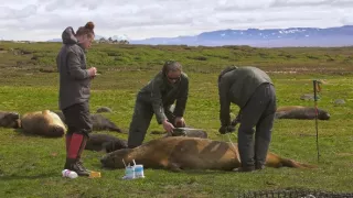 Morské cicavce - šampióni hlbín