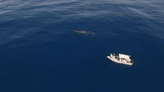 Morské cicavce - šampióni hlbín