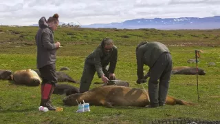 Morské cicavce - šampióni hlbín