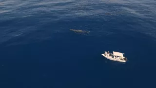 Morské cicavce - šampióni hlbín