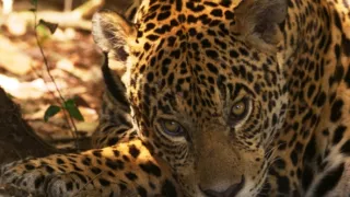 Pantanal - brazílsky prírodný zázrak