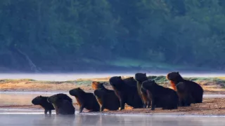 Pantanal - brazílsky prírodný zázrak