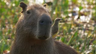 Pantanal - brazílsky prírodný zázrak