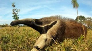 Pantanal - brazílsky prírodný zázrak