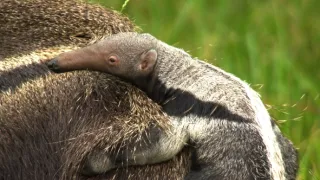 Pantanal - brazílsky prírodný zázrak