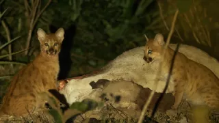 Pantanal - brazílsky prírodný zázrak