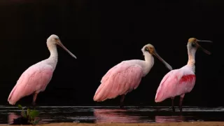 Pantanal - brazílsky prírodný zázrak