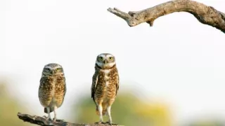 Pantanal - brazílsky prírodný zázrak