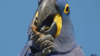 Pantanal - brazílsky prírodný zázrak