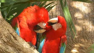 Pantanal - brazílsky prírodný zázrak