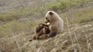 Stretnutie s grizlym (1)