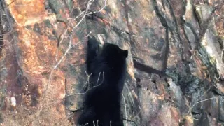 Kráľovstvo divočiny: Medveď himalájsky, Japonsko