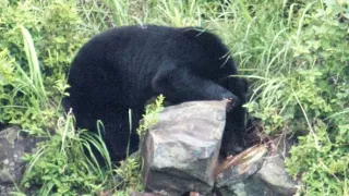 Kráľovstvo divočiny: Medveď himalájsky, Japonsko