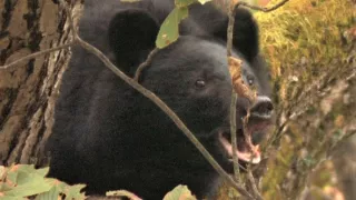 Kráľovstvo divočiny: Medveď himalájsky, Japonsko