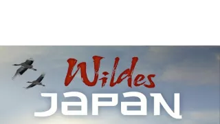 Kráľovstvo divočiny: Medveď himalájsky, Japonsko