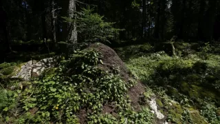 Perfektní rodičia v prírode