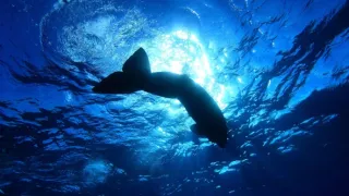 Perfektní rodičia v prírode