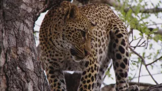 Veľkolepá príroda Afriky