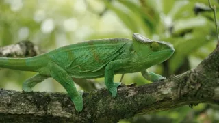 Chameleoni: Králové barev