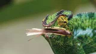 Chameleoni: Králové barev